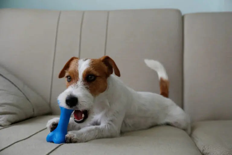The Best Chew Toys For Dogs