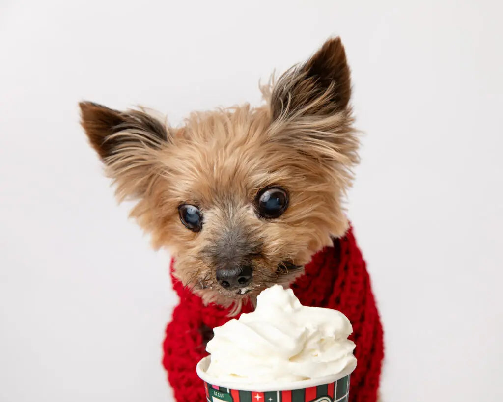 Puppuccinos: A Treat To Make Tails Wag!