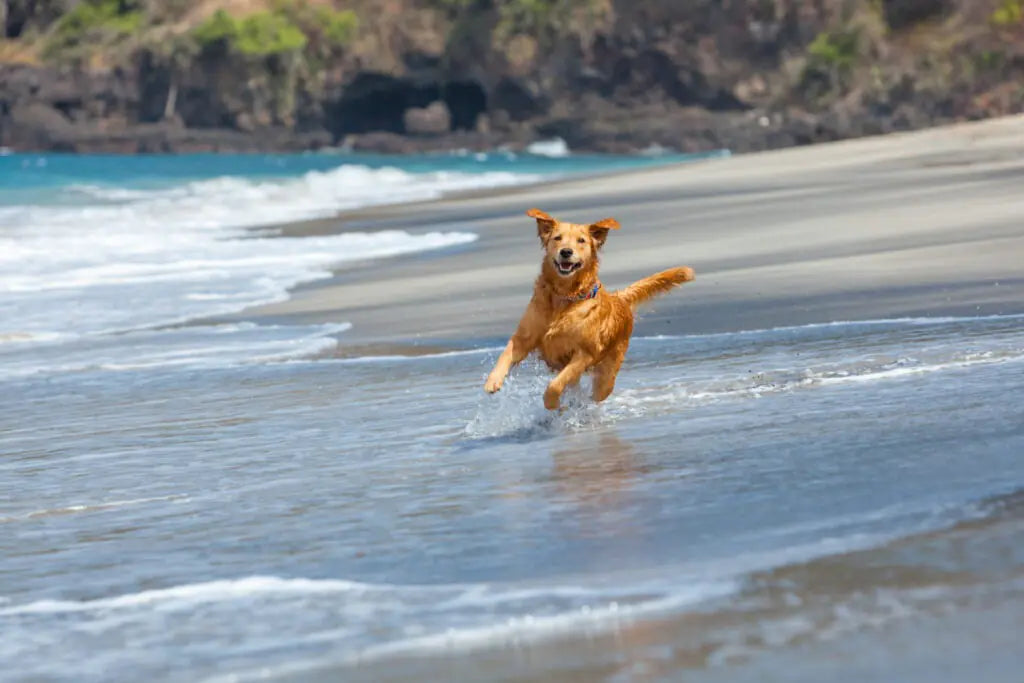Paws and Play: Bank Holiday Activities to Do With Your Dog in the UK