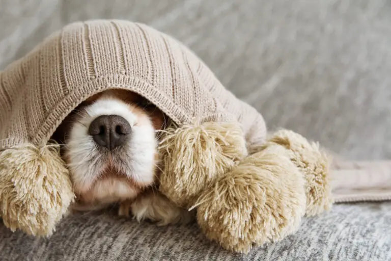 How to help a dog with anxiety?