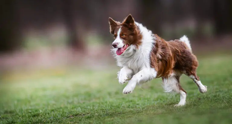 Spring into Action: Fun Ways to Keep Your Dog Active This Spring