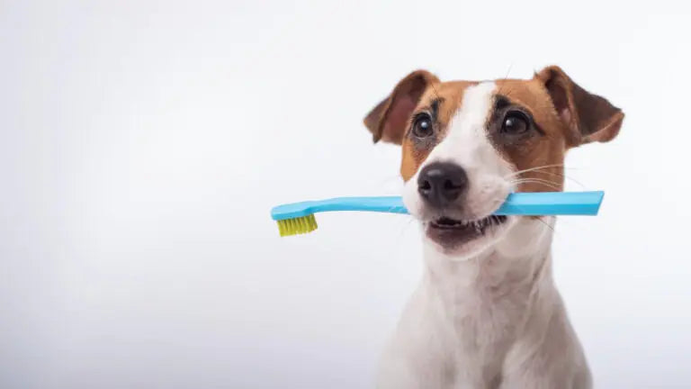 How to Keep Your Dogs Teeth Clean (and How Biscuits Can Help!)