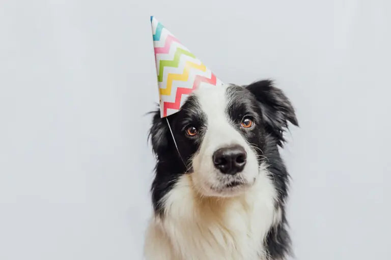 Dog birthday cake - a pawfect recipe!