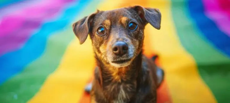 What colours can dogs see?