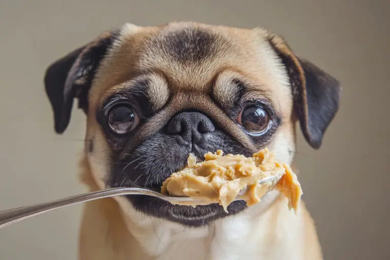 Is peanut butter safe for dogs?