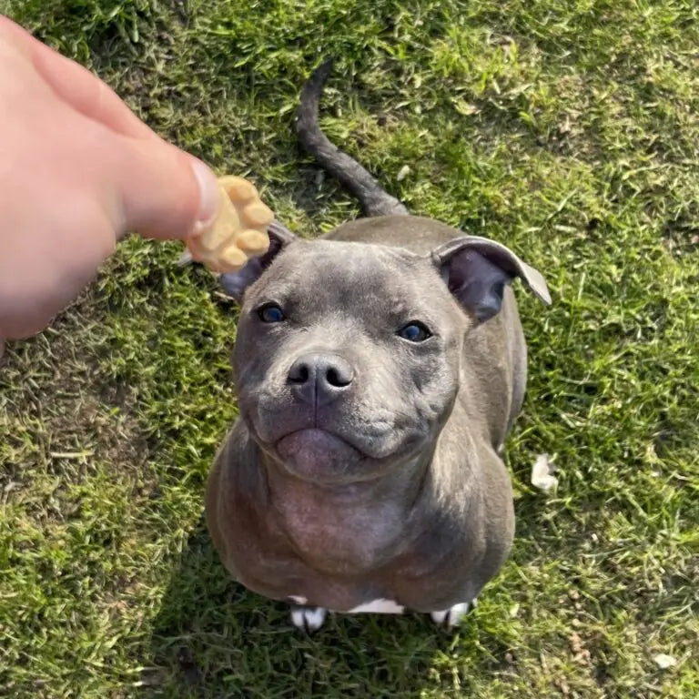 Why has my dog stopped eating his food?