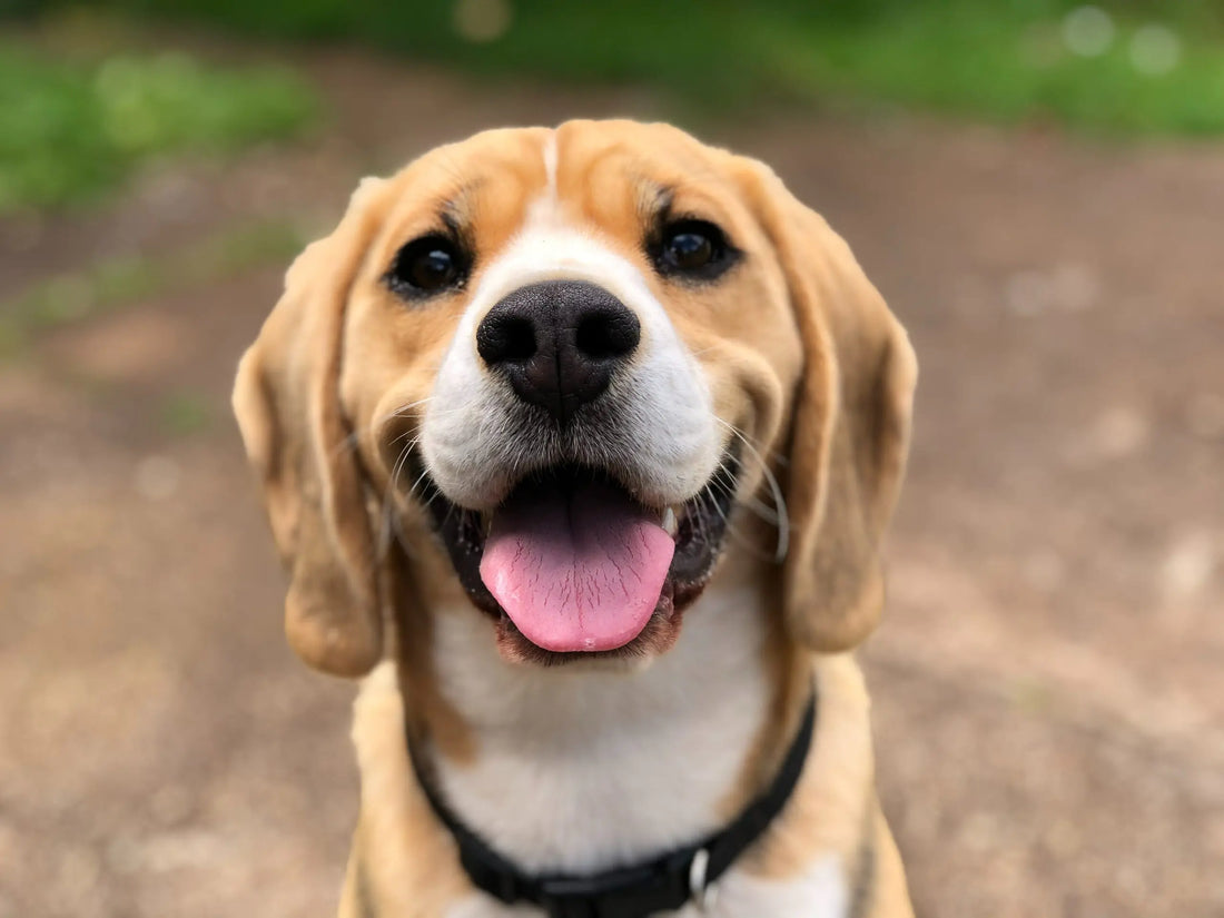 Arthritis in Dogs.