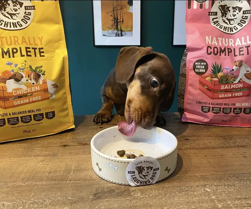 What is the best dog food for a sensitive stomach?
