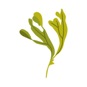 seaweed