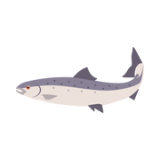 salmon