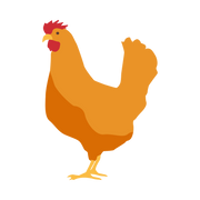 chicken