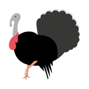 turkey