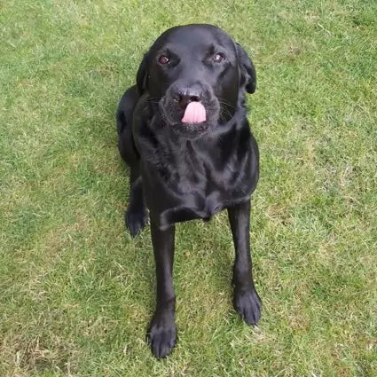Laughing Dog Food