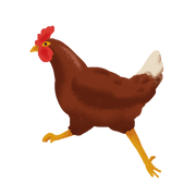 free-run-chicken