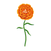 marigold