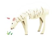 grass-fed-lamb