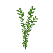 thyme