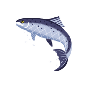 atlantic-salmon