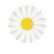 chamomile
