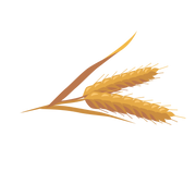 wheat