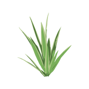 yucca-prebiotic