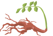liquorice-root