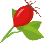 rosehip