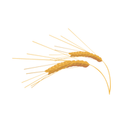 barley