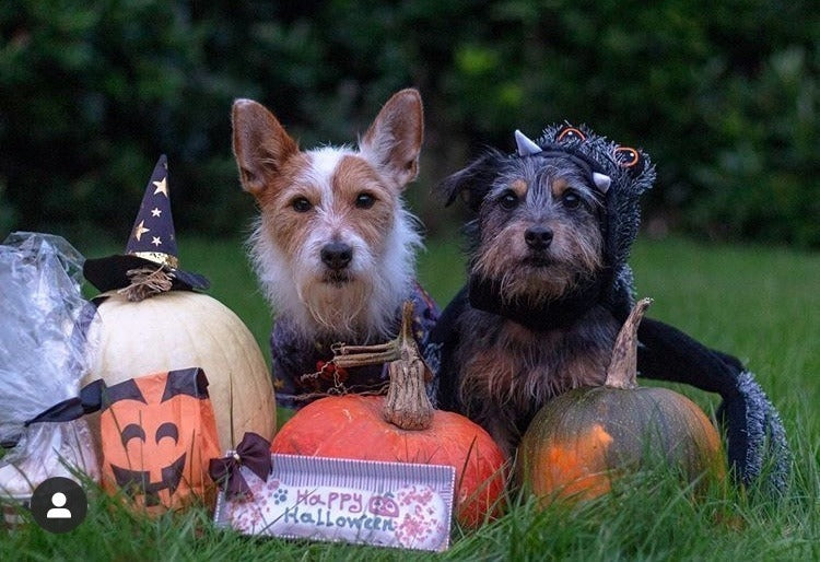 Hand Decorated Wheat Free Halloween Dog Treat