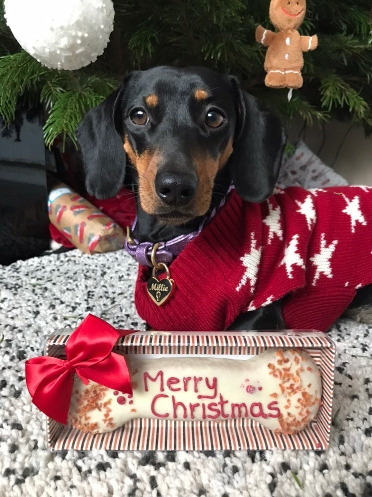 Christmas gifts for dogs