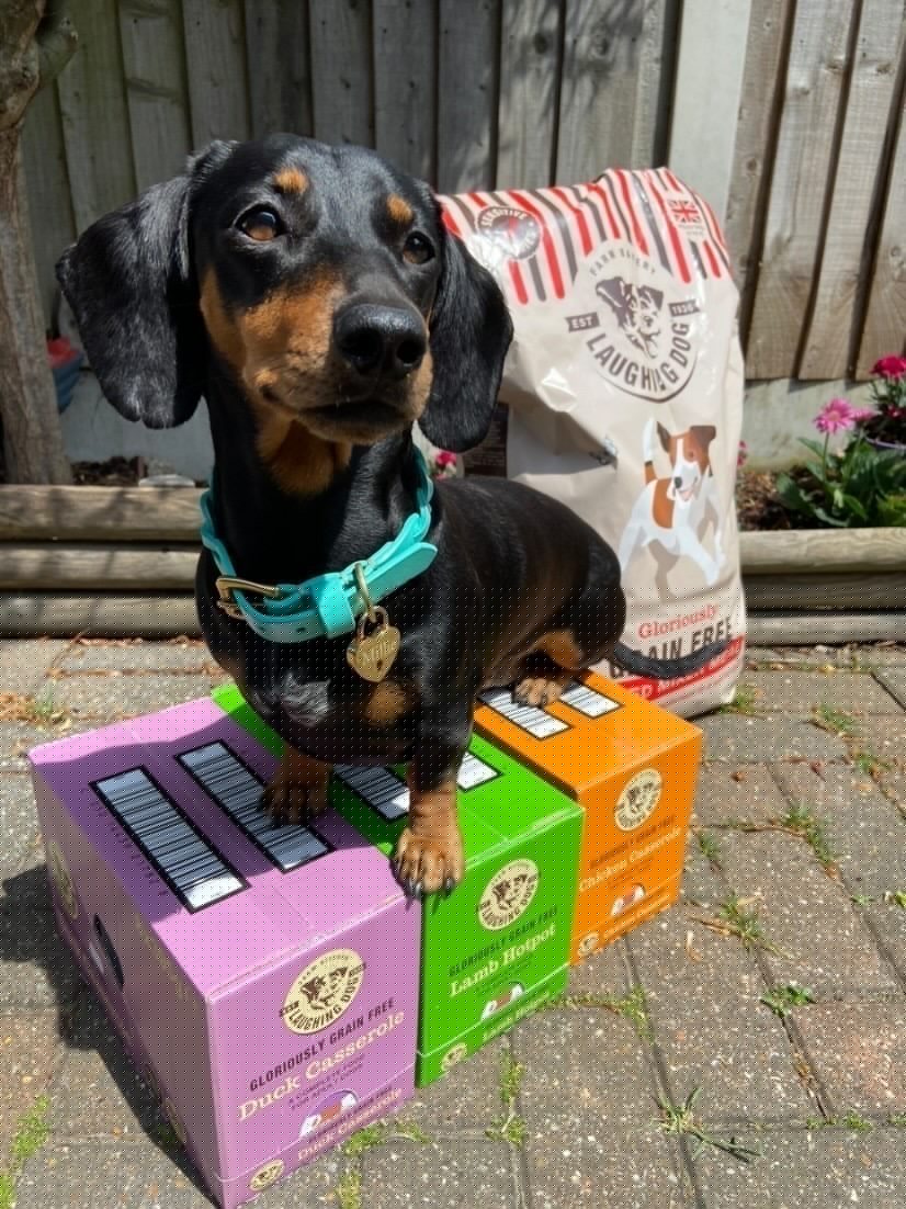 Sausage dog with bundle | Laughing Dog Food