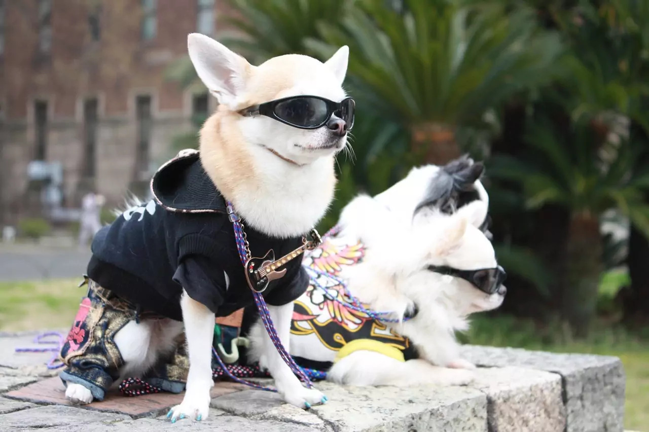 celebrity dog | Laughing Dog Food