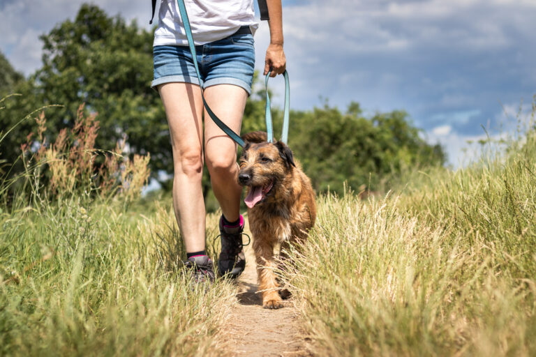 AdobeStock 279203446 | Laughing Dog Food dog happy walking