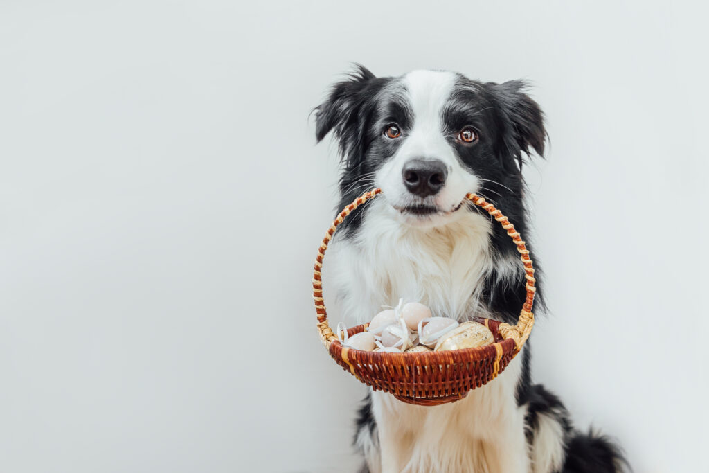Easter activities for dogs