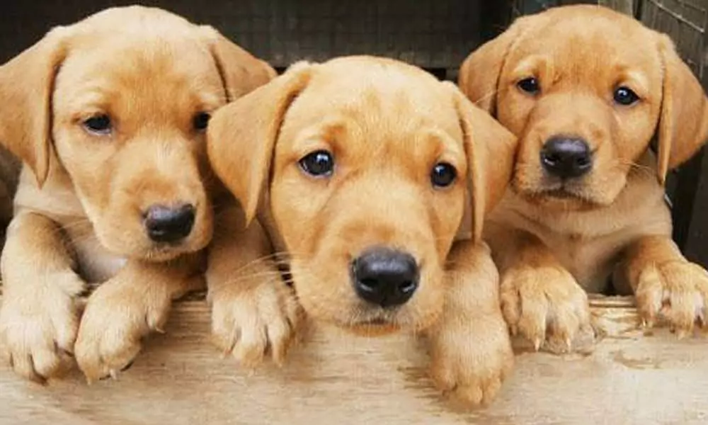 When to stop soaking dry food for puppies | Laughing Dog Food