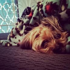 1464702905808368450 | Laughing Dog Food Tips to help keep dogs calm this autumn