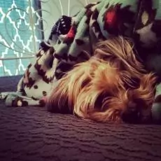 1464702905808368450 | Laughing Dog Food Tips to help keep dogs calm this autumn
