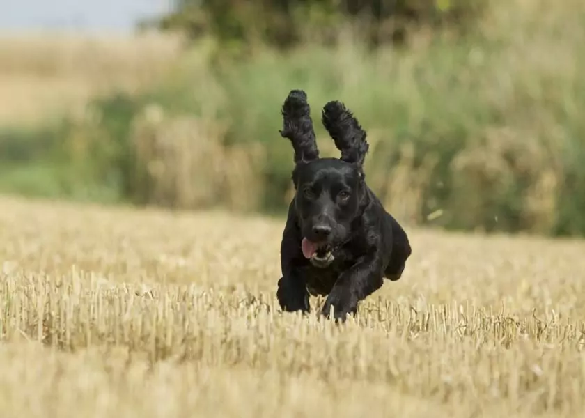 keeping dogs cool in summer