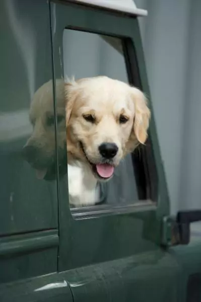14743834801944331097 | Laughing Dog Food