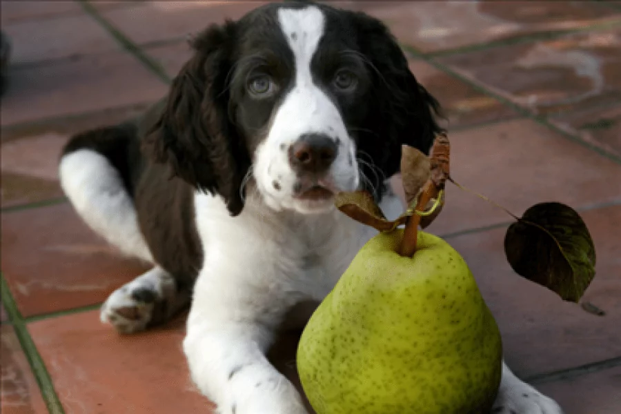 1515071521468611751 | Laughing Dog Food