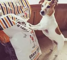 15191235952030118945 | Laughing Dog Food