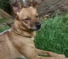 15283744741881080840 | Laughing Dog Food