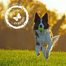 1528389318452497100 | Laughing Dog Food