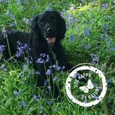 1530697243397802823 | Laughing Dog Food