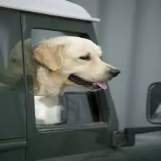 1532692499165407353 | Laughing Dog Food