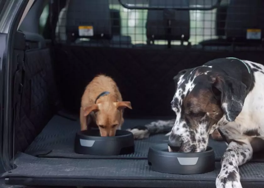 1552248998576357894 | Laughing Dog Food