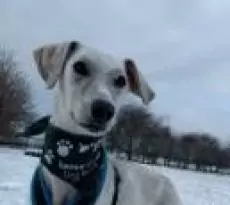 15586016761584578477 | Laughing Dog Food