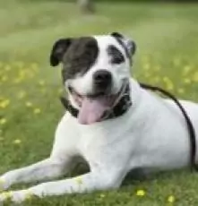 15586020701327088184 | Laughing Dog Food