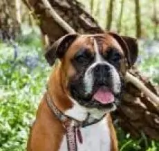 155860235489908297 | Laughing Dog Food