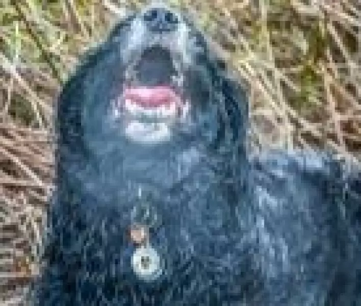15586024061120514866 | Laughing Dog Food